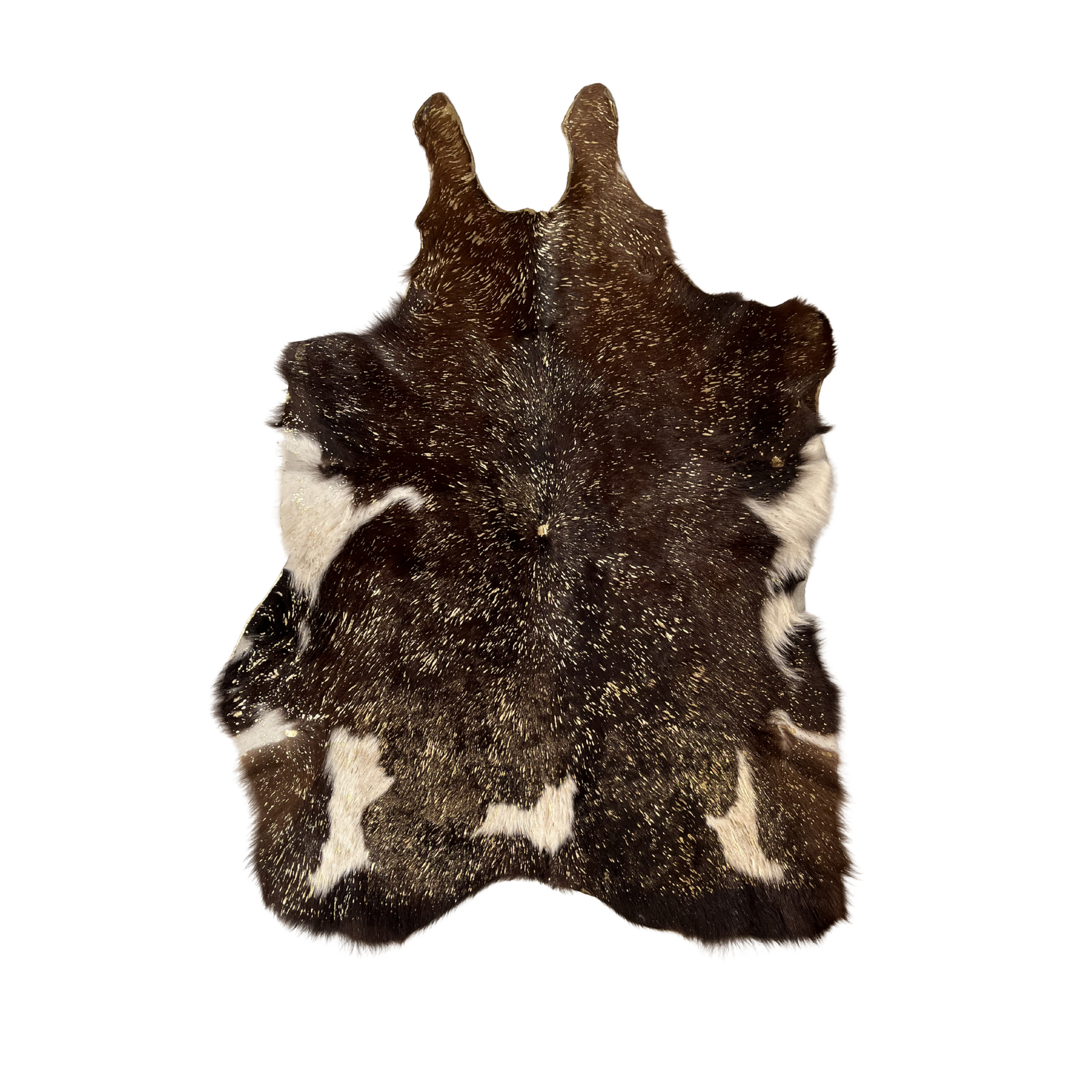 Calf with golden flashes