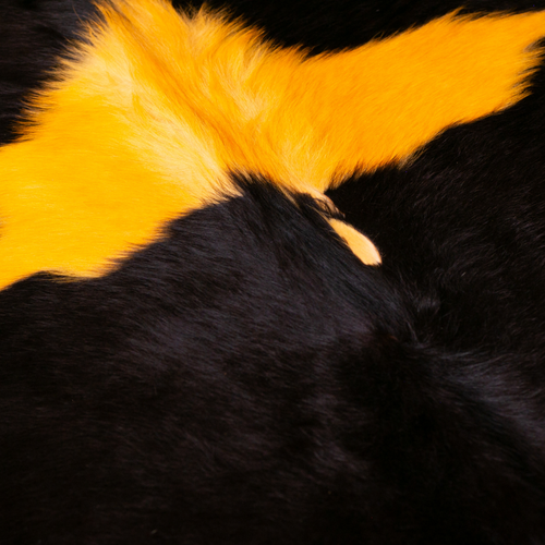 Becerro amarillo